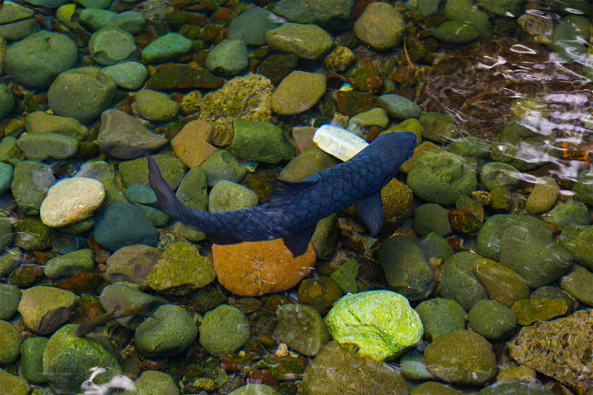 ikan dewa cigugur